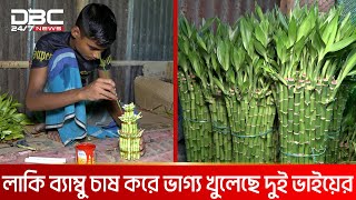 গাইবান্ধায় বানিজ্যিকভাবে চাষ হচ্ছে লাকি ব্যাম্বু  DBC NEWS Special [upl. by Arais995]