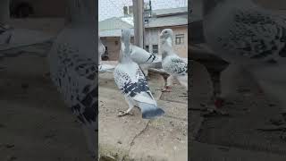 dewlap pigeon tauben birds աղավնիներ kabootar голуби kabutar güvercin [upl. by Errick850]