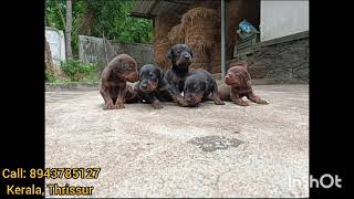 Doberman kids for sale kerala Thrissur [upl. by Weidman]