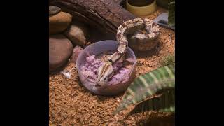 Kenyan Sand Boa three basic tips [upl. by Mick107]