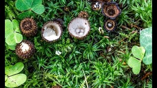 Бокальчик полосатый  Cyathus striatus – маленькое птичье гнездо с миниатюрными яйцами [upl. by Kelby]