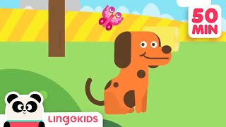 BINGO THE DOG 🐶 More Popular Songs for Kids  Lingokids [upl. by Atews]