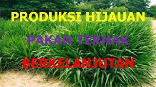 PRODUKSI HIJAUAN PAKAN TERNAK BERKELANJUTAN [upl. by Yessac]