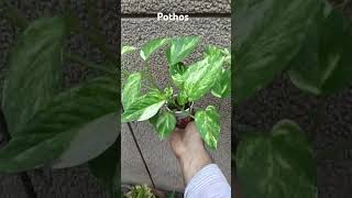 Pothos garden moneyplant pothos viralvideo [upl. by Asyle221]