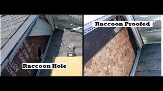 Raccoons Siding amp Celotex  Making Raccoon Proof [upl. by Atinek]