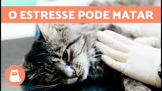 GATO ESTRESSADO pode MORRER 😿 CAUSAS e COMO EVITAR [upl. by Zendah]