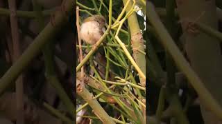 Tailor bird preening in a Euphorbia bush abcnatureshorts natureandwildlife euphorbia tailorbird [upl. by Aitercal]