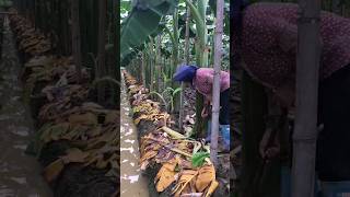 🌿How women working in banana farms🍌🍌🍃short [upl. by Oznarol]