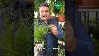 IARBA PENTRU PISICI  Floraria Trias [upl. by Bellis587]