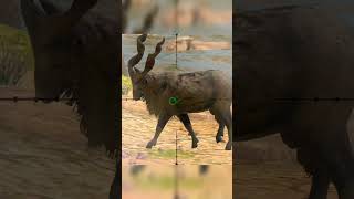 Hunting Markhor  Way Of The Hunter  Hunting Clash animals hunting gaming [upl. by Costanza107]