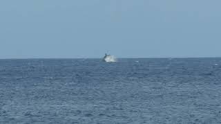 12182022 BI Whales  Mahukona [upl. by Seravart]