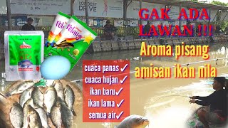 PADUAN AROMA PISANG KEJU DAN AMISAN IKAN NILA GAK ADA LAWANIKAN LAMAIKAN BARU HUJANPANAS MACOK [upl. by Dat869]