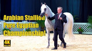 Scottsdale Arabian Horse Show Egyptian Sr Stallion Championship [upl. by Josiah738]