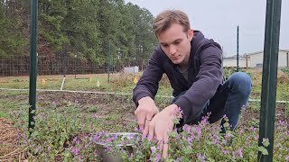 Making Tea From My Backyard How to Make Henbit Tea  VLOG [upl. by Atworth]