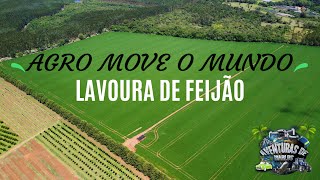 AGRO  LAVOURA FEIJÃO 🫘 feijão agro roça fazenda [upl. by Newmann]