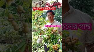 লংগান সহ নতুন জাতের সব ফলের [upl. by Attenol]