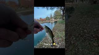 Ned rig fishing bassfishing funny shortsviral [upl. by Desireah]