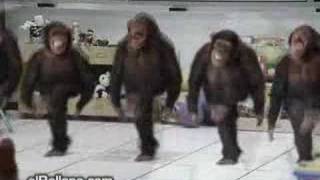 monos bailando [upl. by Hinman]