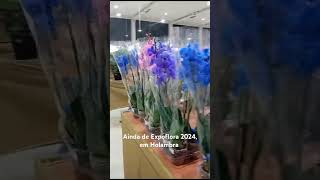 Ainda da Expoflora 2024 em Holambra shortsyoutube [upl. by Yovonnda]