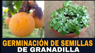 COMO GERMINAR SEMILLAS DE GRANADILLA [upl. by Loss]