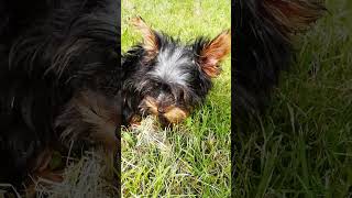 Yorkshire Terrier puppies 3 month old [upl. by Nwahsir]