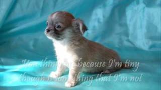 Chachacha Chihuahua song amp lyrics [upl. by Asilegna]