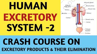 Excretory Products And Their EliminationHuman Excretory System Part 02Class 11NCERTCrash Course [upl. by Balthasar]