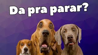 5 SONS PAVOROSOS PARA OS CACHORROS [upl. by Nydroj]