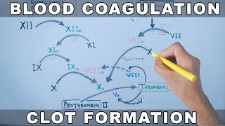 Coagulation Cascade  Intrinsic and Extrinsic Pathway [upl. by Decamp]