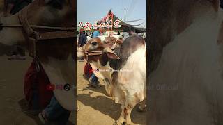 Cholistani Ablak Bachron Ki Jori Kitny Ki Honi Chaheay Cow Mandi Multan [upl. by Radbun]