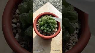 Haworthia Cooperi Variegata🥰 haworthia euphorbia desertplants haworthialovers cactusmania [upl. by Ev576]