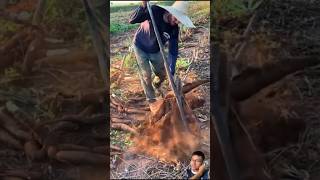 DIY Iron Rod for Easy and Fast Cassava Harvesting smart sonasmr [upl. by Aynom724]