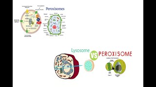 Peroxisomes structure and function Microbodies Peroxisomes Vs Lysosomes [upl. by Norehs]