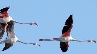 Fenicotteri in volo  Flamingos in flight Phoenicopterus roseus [upl. by Goines]