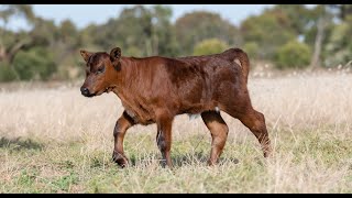 Gross Necropsy Findings of Bovine Renal Lipofuscinosis in a Tanzanian Crossbred Yearling Male Calf [upl. by Kinzer]