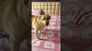 Mimi ne snake ko pakad liya dog labrador lebra cutedog shorts [upl. by Eeliak]