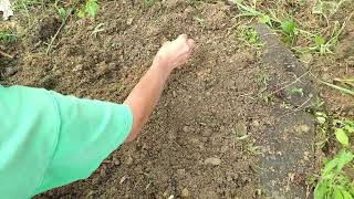 How To Plant Liatris Corms How To Plant Blazing Star Corms [upl. by Sauveur]