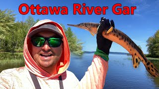 Sight Fishing for Garpike on The Ottawa River [upl. by Attennyl]