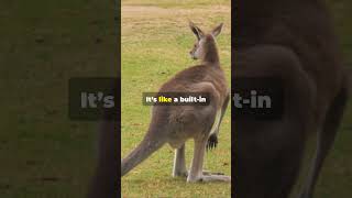 5 Extraordinary Australian Animals You Won’t Believe Exist AmazingAnimals [upl. by Nolly272]