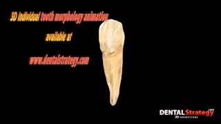 Individual mandibular teeth [upl. by Esimehc704]