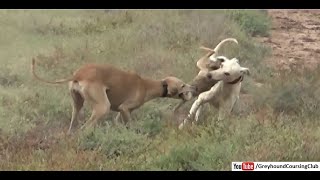 Rabbit hunt with dog  galgos vs liebres  shikar in Pakistan [upl. by Mast482]