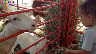 Alimentando Ovejas 🐑  Animales para niños  Feeding Sheeps  Mimonona Stories [upl. by Etyam]