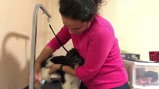 Havanese maintenance grooming [upl. by Adym]