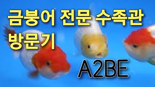 금붕어 전문 수족관 A2BE 자유 탐방기 [upl. by Ratcliff648]