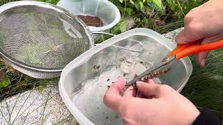 How to harvest Common SelfHeal Prunella vulgaris var lanceolata [upl. by Phio]