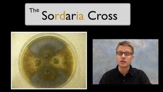 The Sordaria Cross [upl. by Cinnamon]