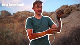 A Boulder SMASHED Berks Arm and Finding a Rosy Boa😲 [upl. by Tann]