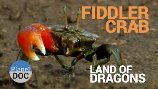 Fiddler Crab Land of Dragons  Nature  Planet Doc Full Documentaries [upl. by Gregory669]