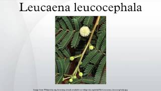 Leucaena leucocephala [upl. by Zumstein]