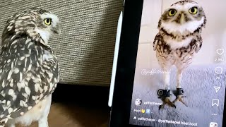 Cute and curious burrowing owl hoots at his own video🦉 [upl. by Sato341]